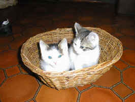 basket.jpg (126797 bytes)